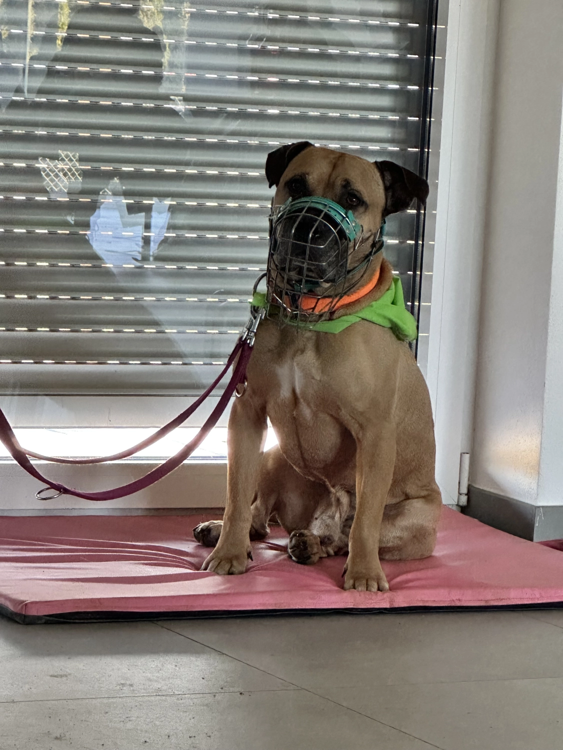 Mann leistet dem Hund Erste Hilfe von FellFibel