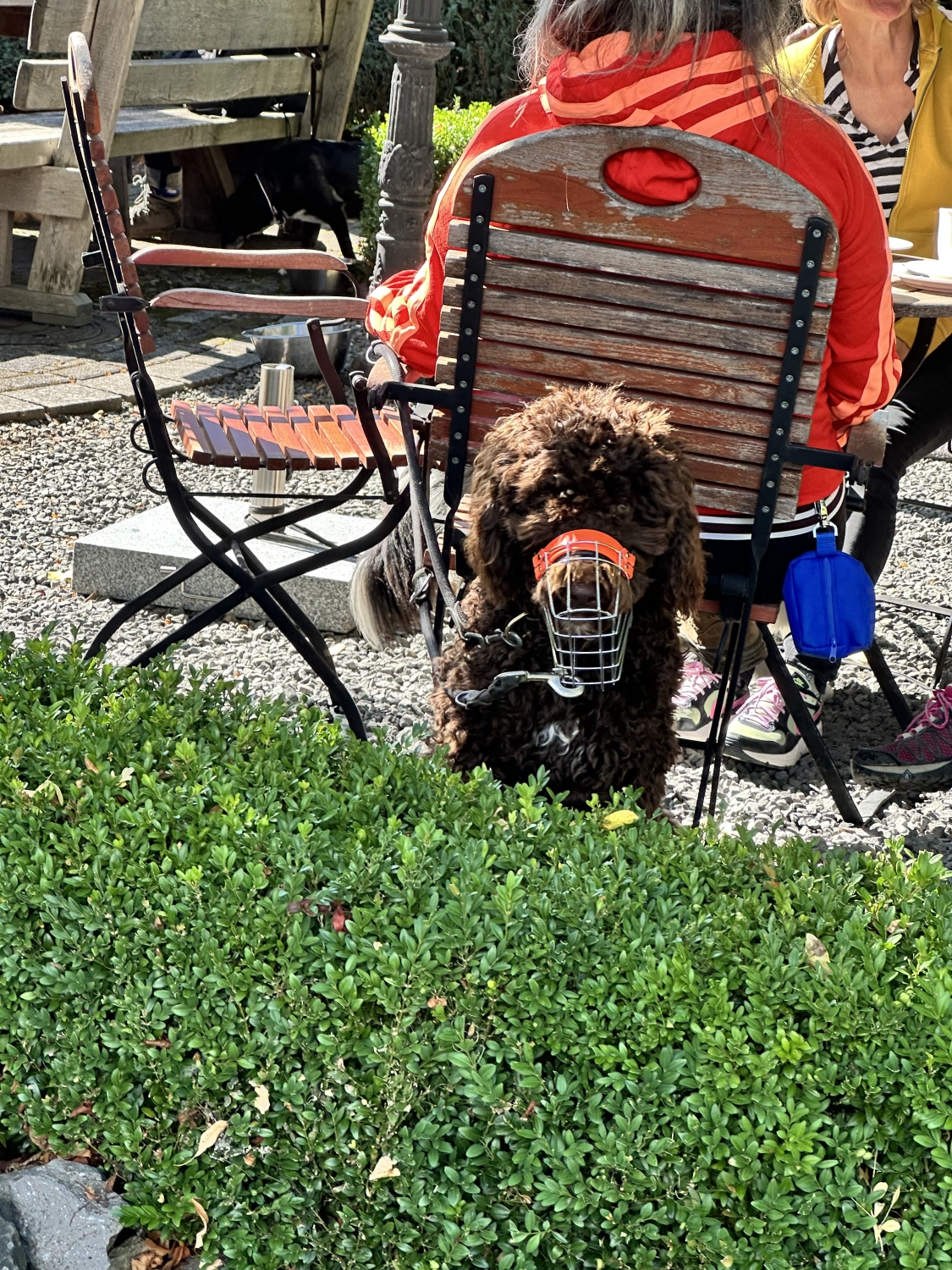Mann leistet dem Hund Erste Hilfe von FellFibel