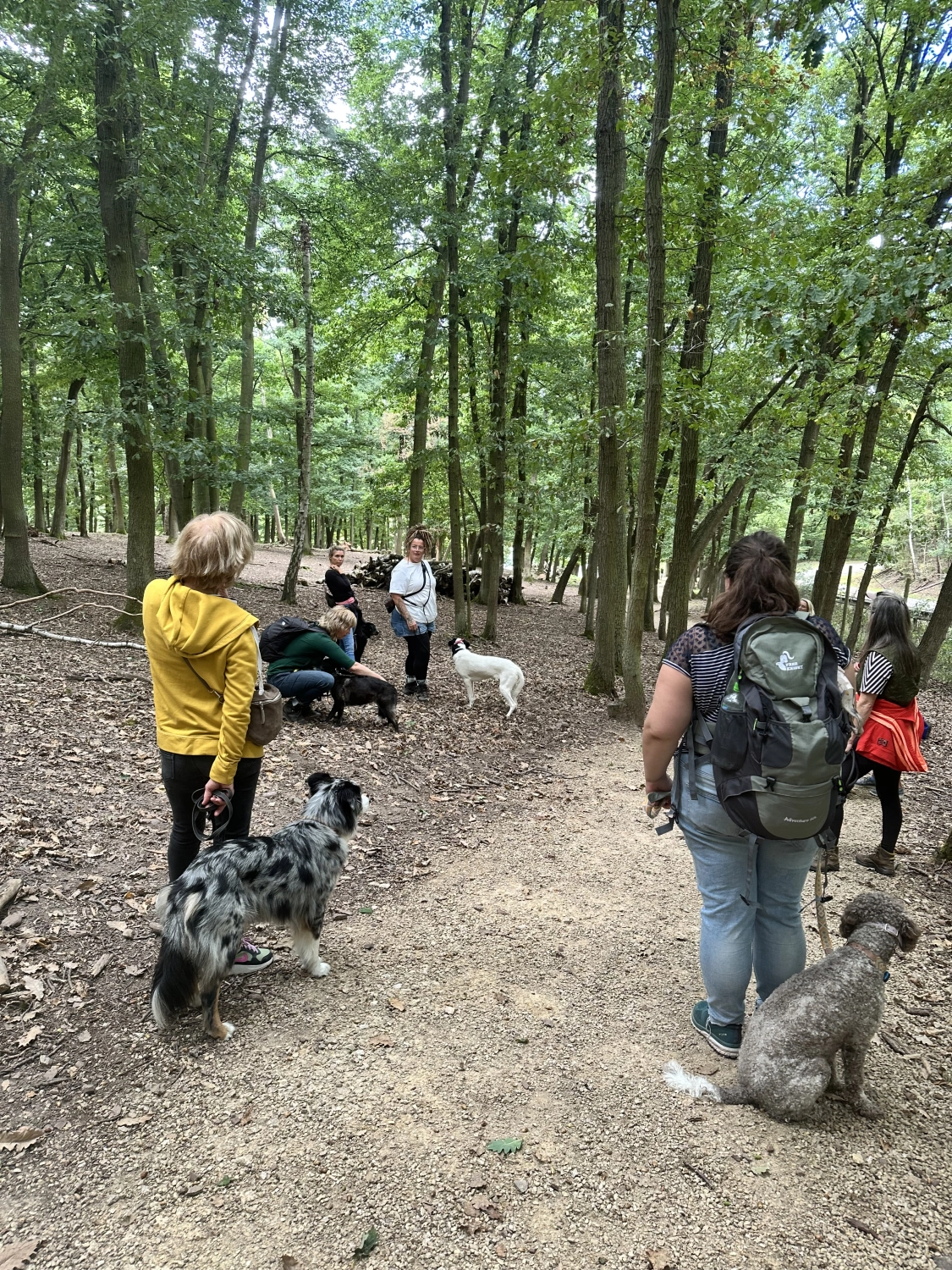 Mann leistet dem Hund Erste Hilfe von FellFibel