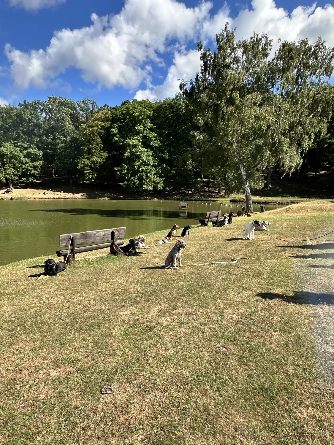 Mann leistet dem Hund Erste Hilfe von FellFibel