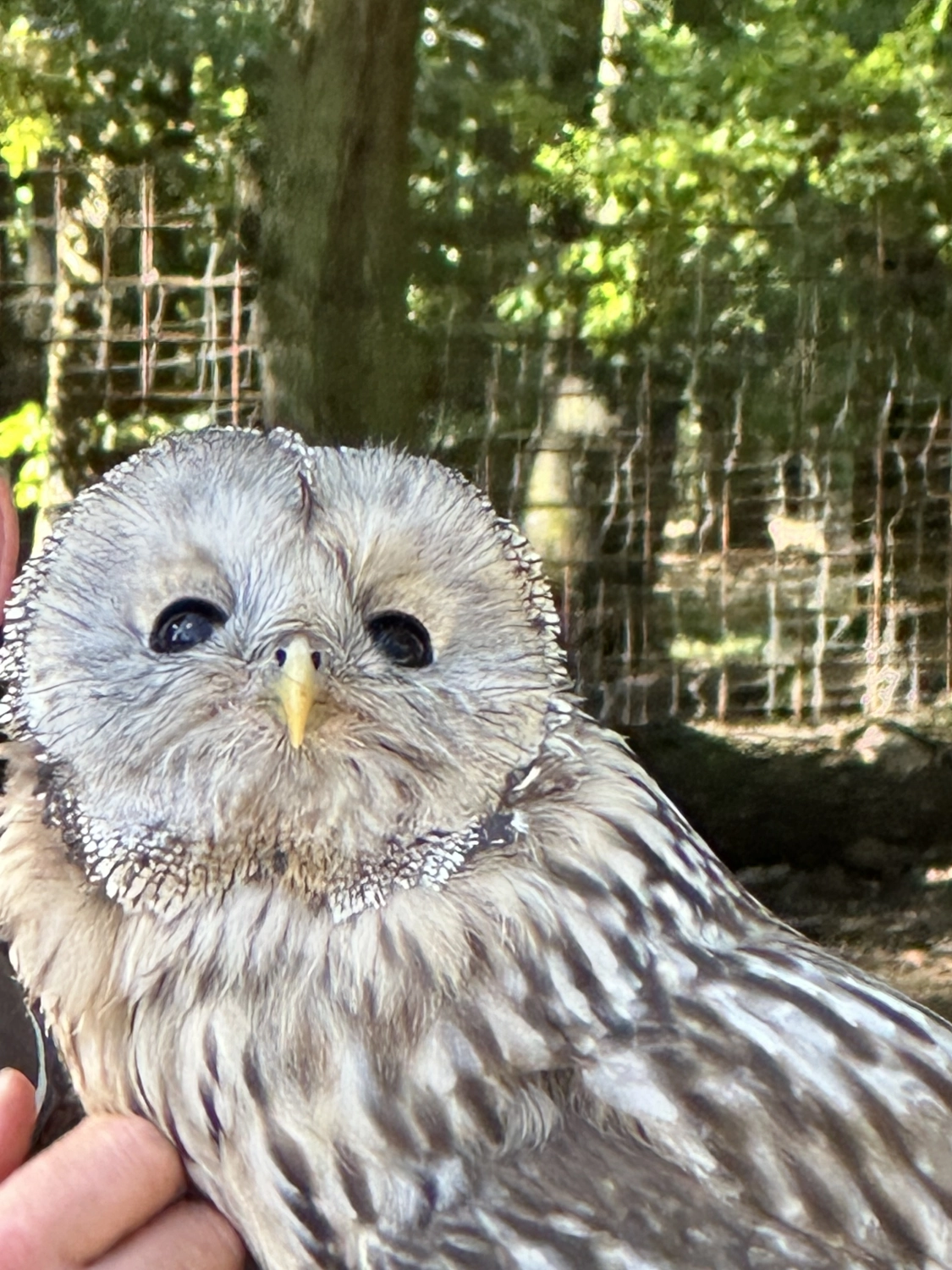 Mann leistet dem Hund Erste Hilfe von FellFibel