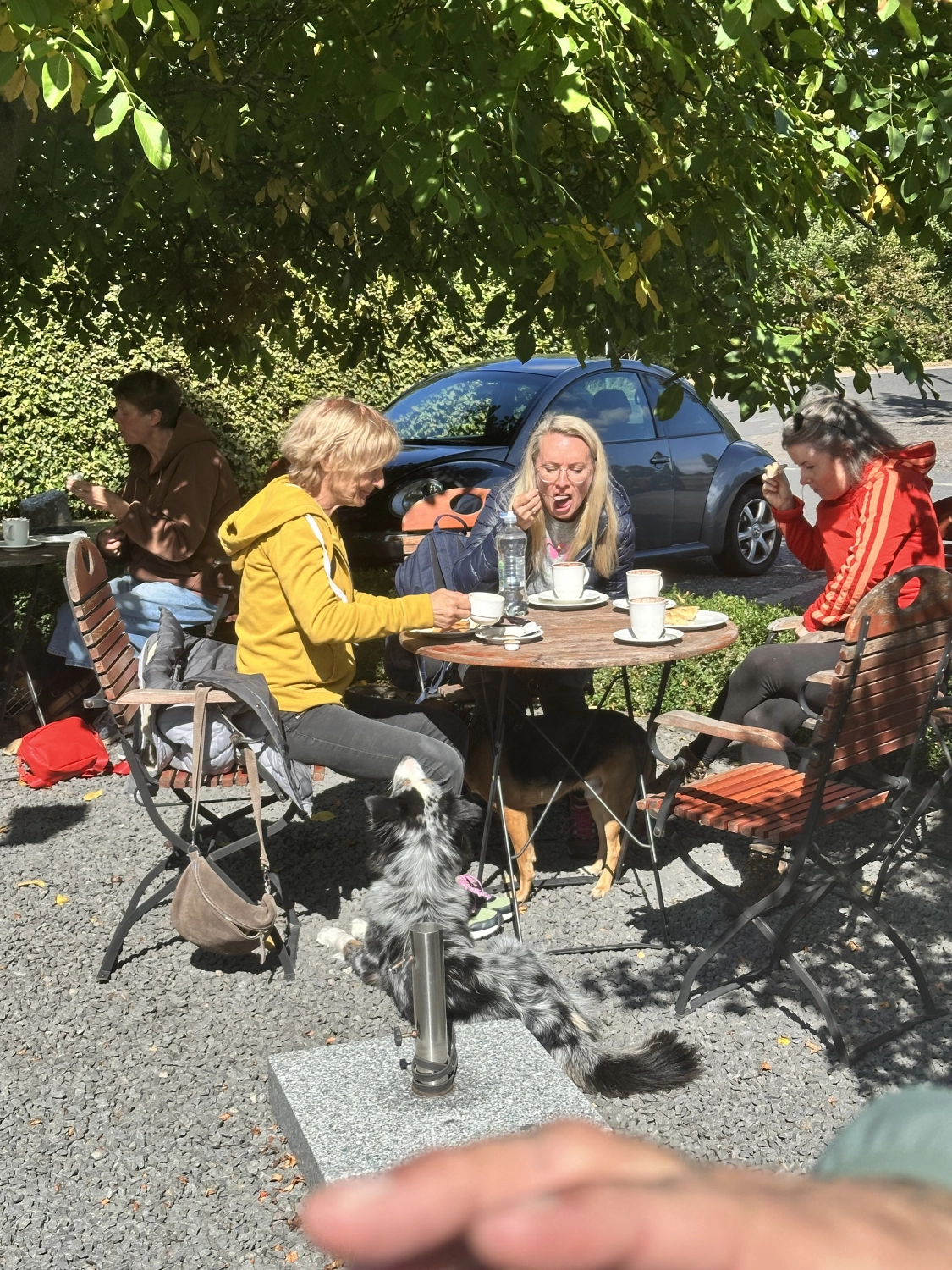 Mann leistet dem Hund Erste Hilfe von FellFibel