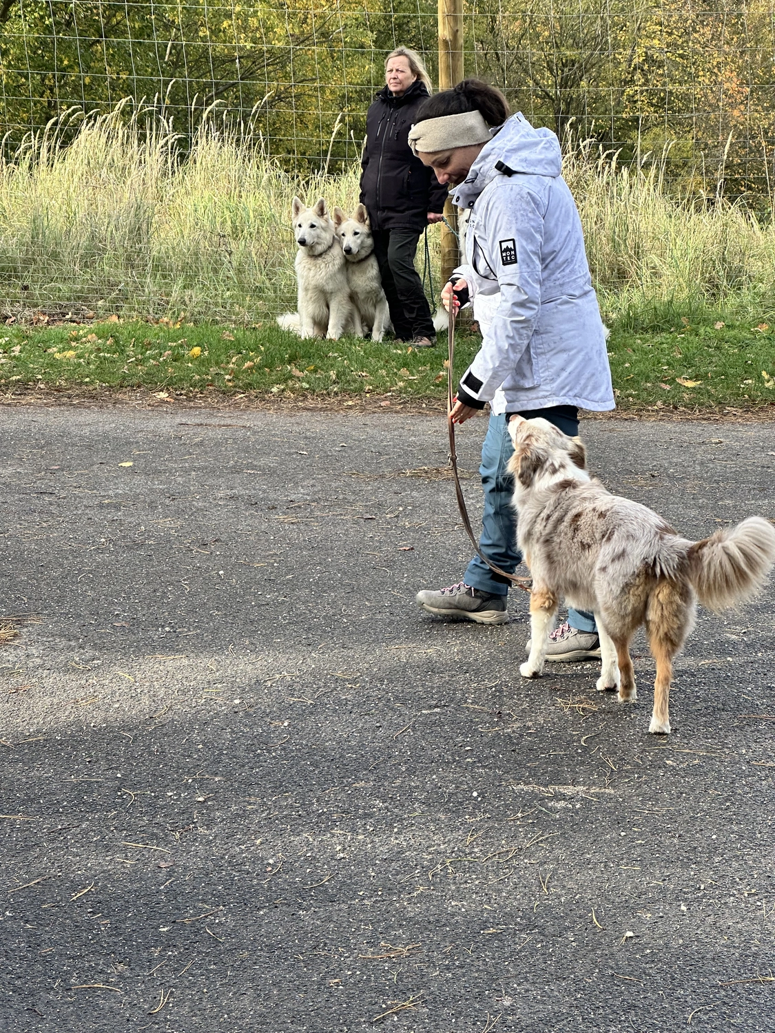 Ein Mann mit einer Hundecollage
