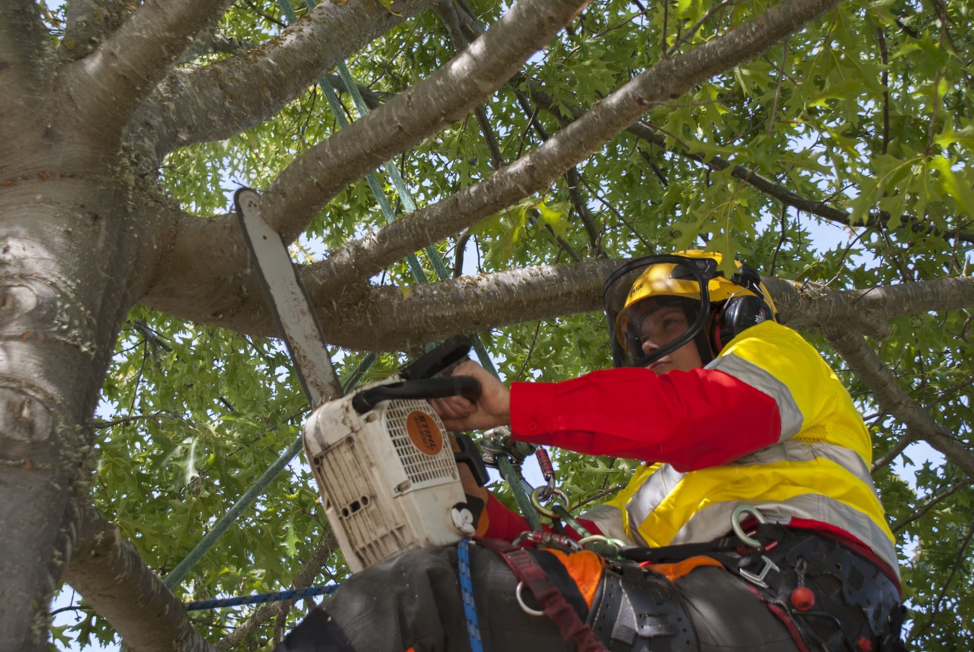 Treetech arborist trimming a large tree with a chainsaw