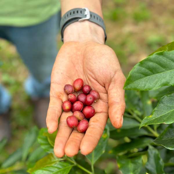 Hue Arabica Coffe fruite