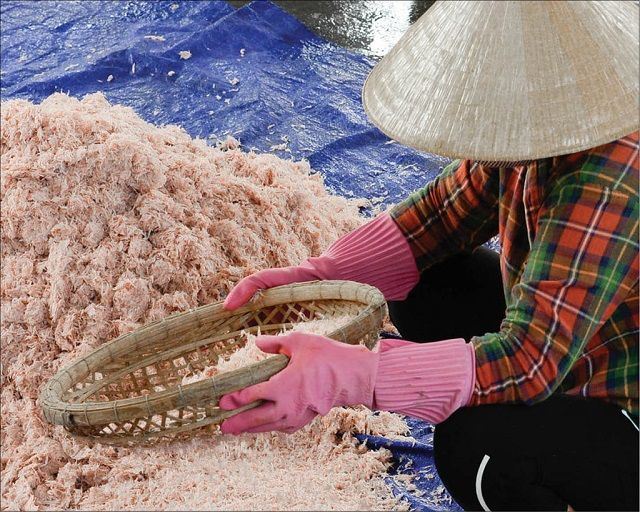 A local farmers sun-drying ruoc (tiny shrimp-like crustaceans) to make traditional fish sauce.