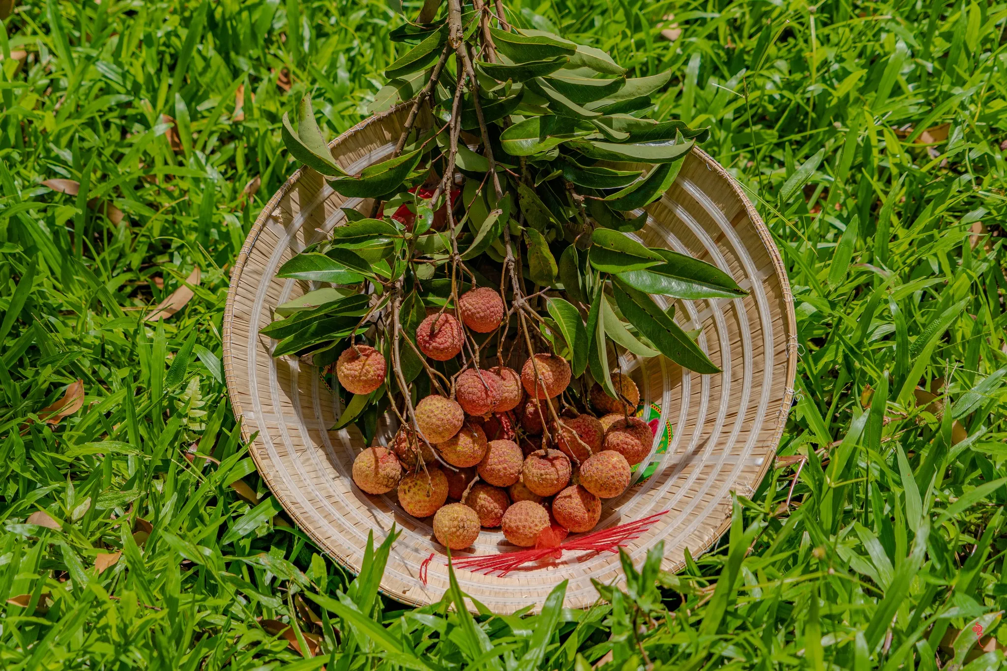 Lychee hand picked in Hue imperial