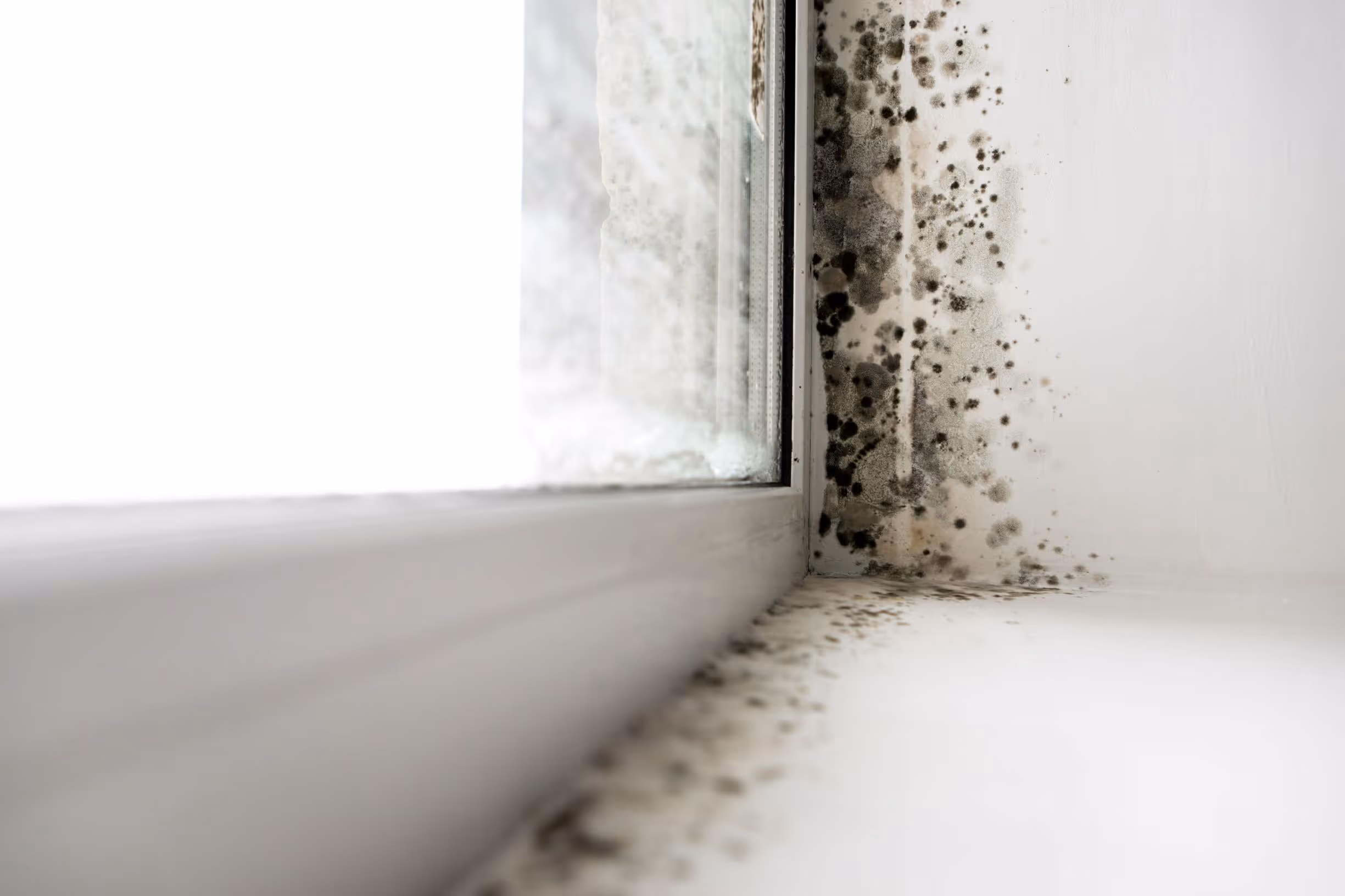 The Best Way To Test for Mold
