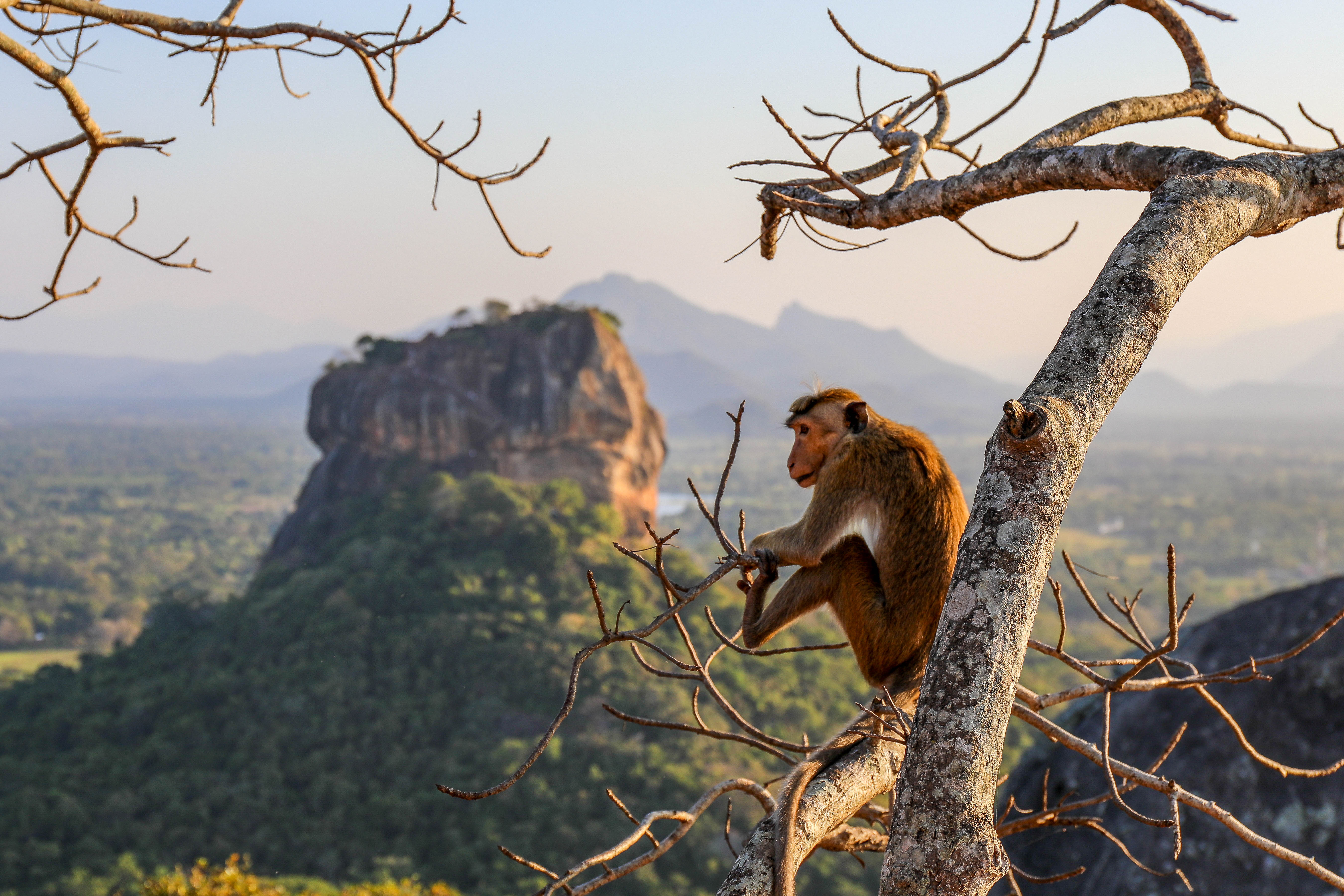 Monkey perched on a tree branch with Sigiriya Rock visible in the background