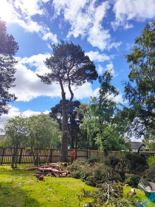 tree maintenance services highlands