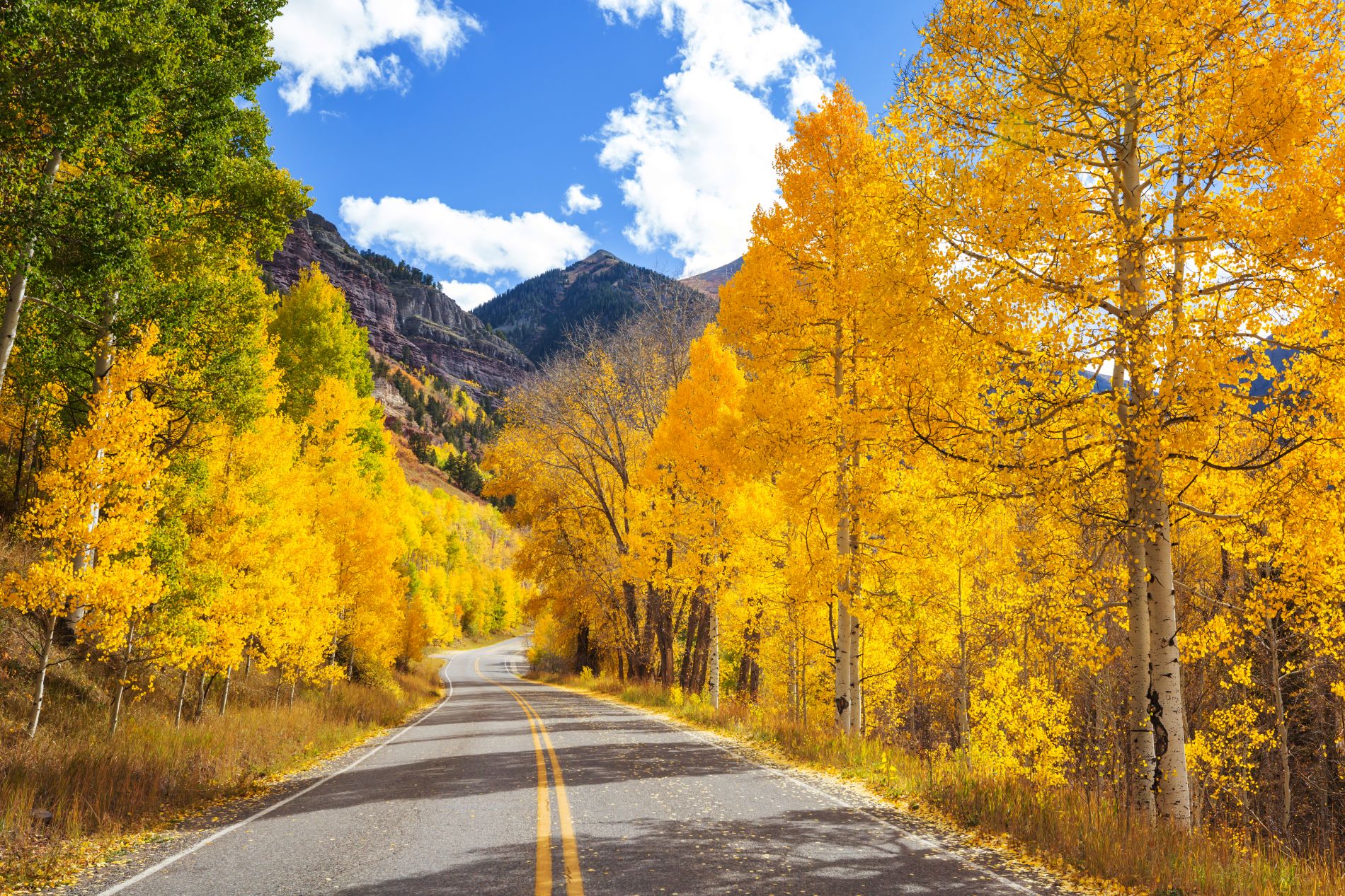Mountain road lined with trees with fall colors or yellow leaves