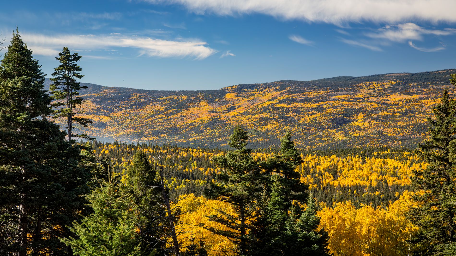 mountains with trees in fall with yellow leaves