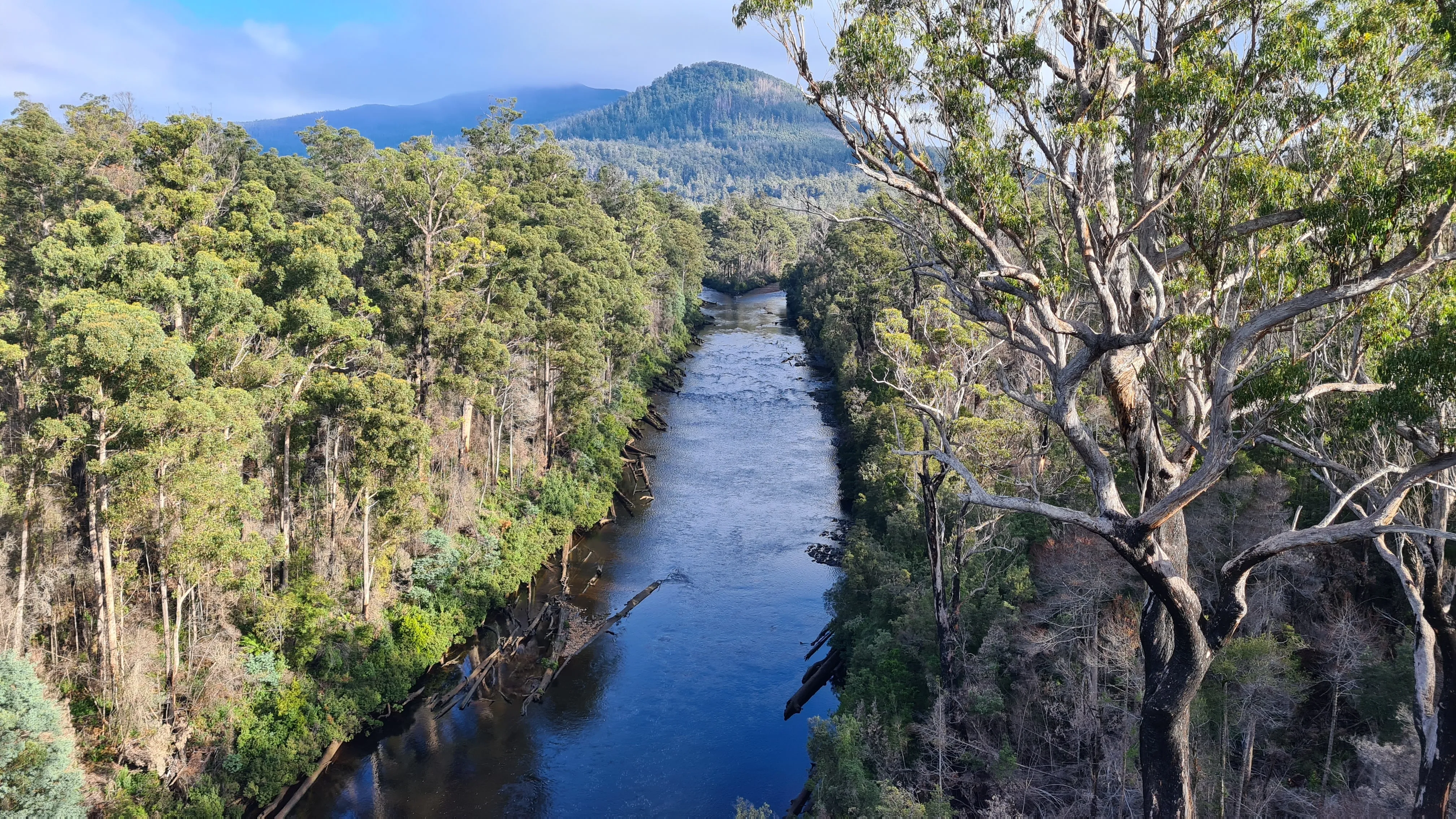 A river with bushland either side