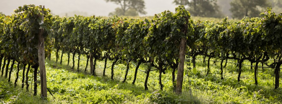 wine tour in Maremma