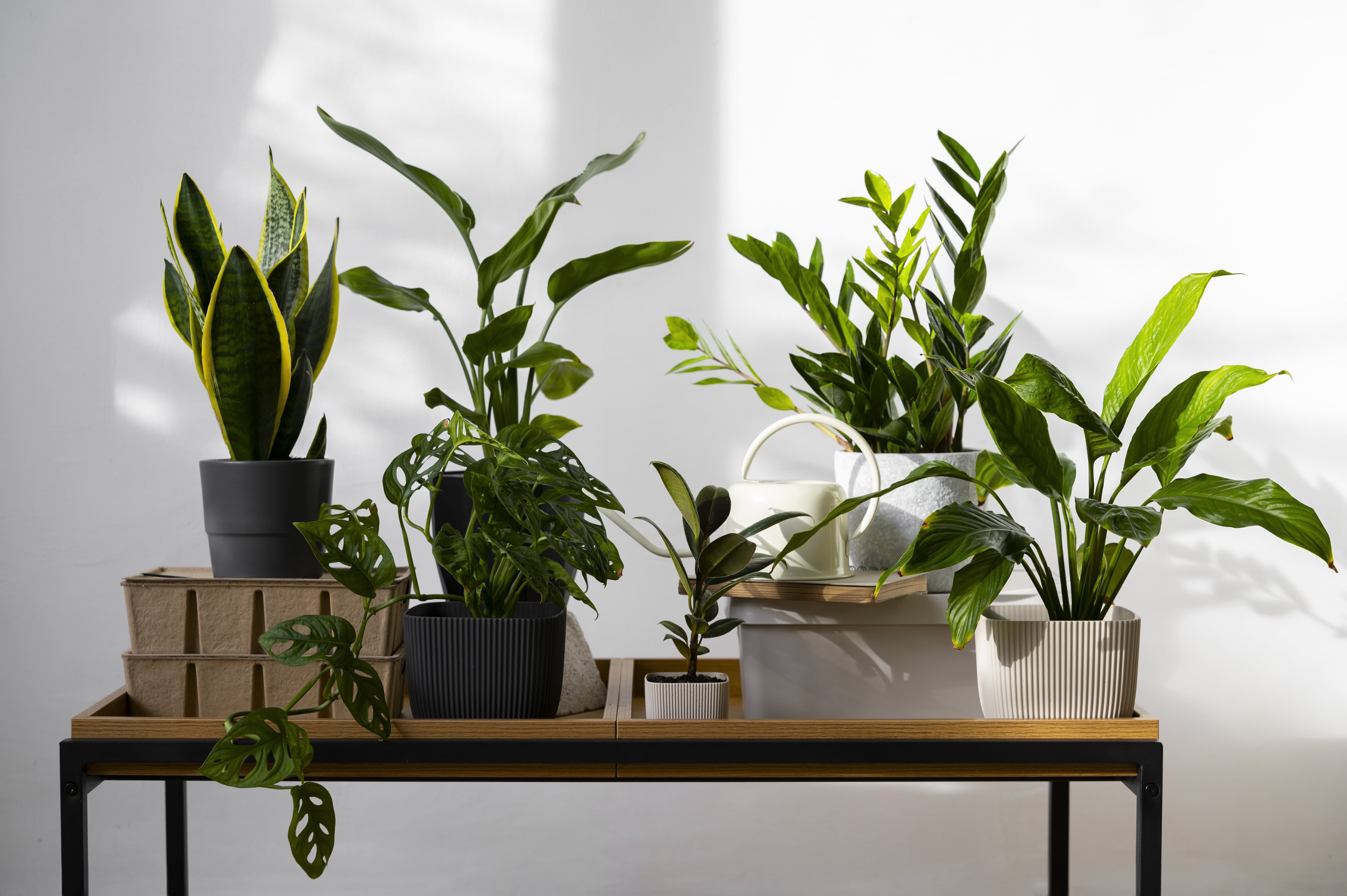 <a href="https://www.freepik.com/free-photo/indoor-plants-studio_94548583.htm">Image by freepik</a>