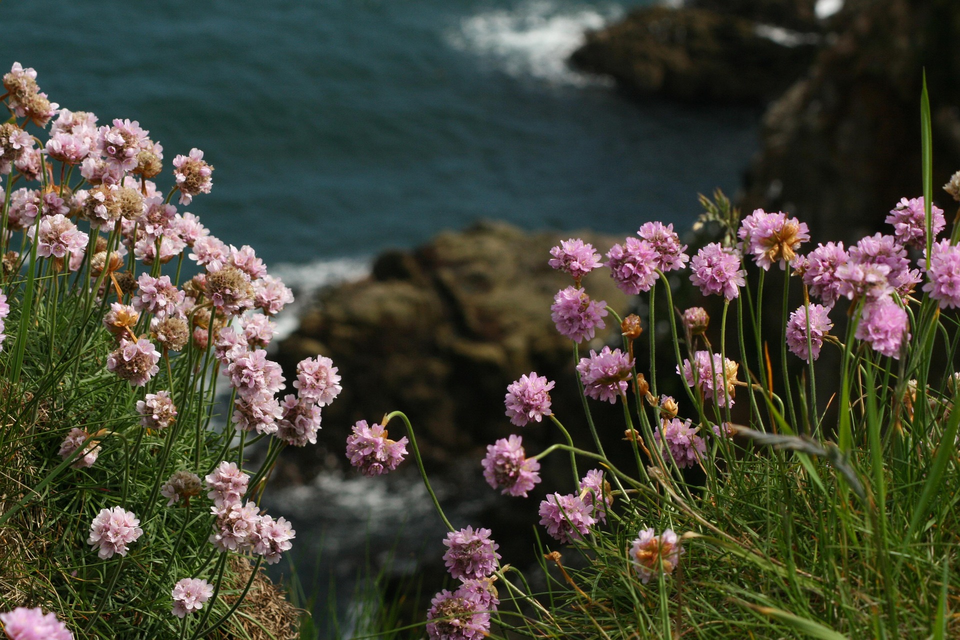 Image by plushbearcat from Pixabay