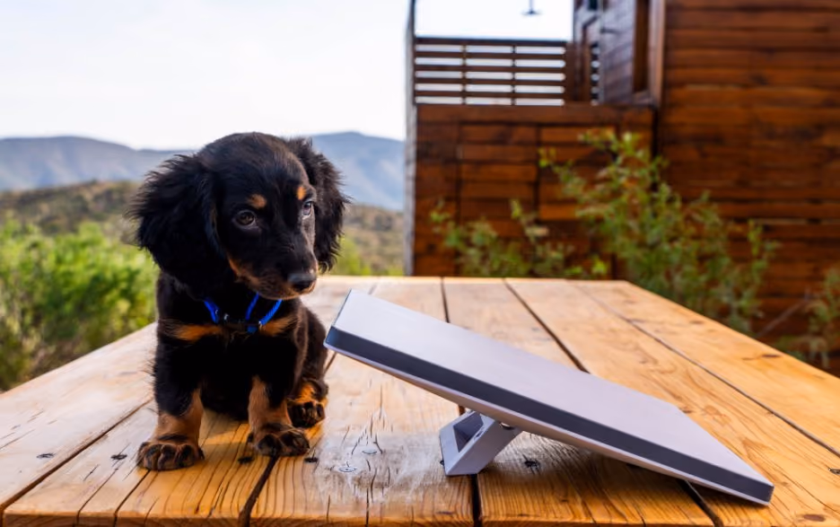 Dog with Starlink Mini