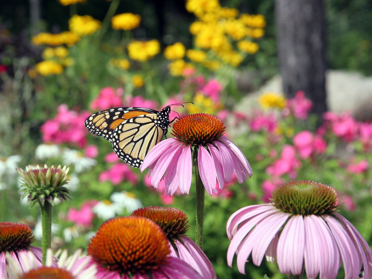 Native Ohio plants • Dayton landscaping • low-maintenance garden • pollinator plants • mulch bed ideas • Ohio native perennials