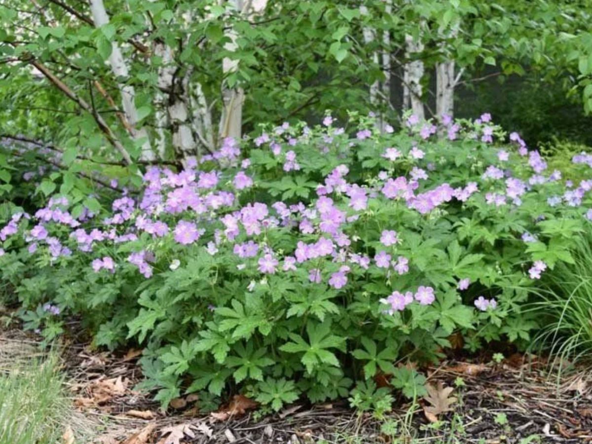 Wild geranium Ohio • Geranium maculatum • native Ohio plants • Dayton shade landscaping • low-maintenance perennials • woodland garden ideas • mulch bed landscaping