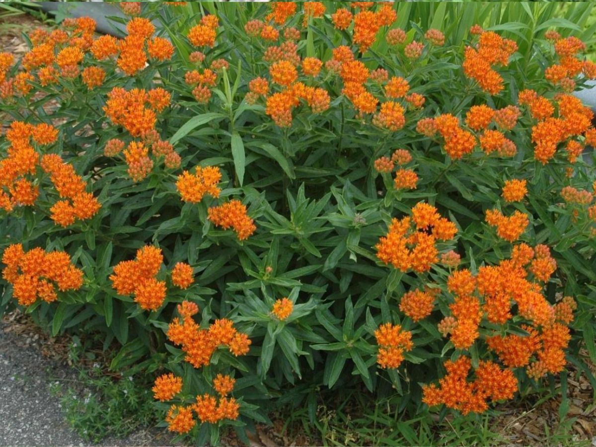 Butterfly weed Ohio • Asclepias tuberosa • native Ohio plants • monarch butterfly garden • Dayton landscaping ideas • pollinator plants • low-maintenance mulch beds