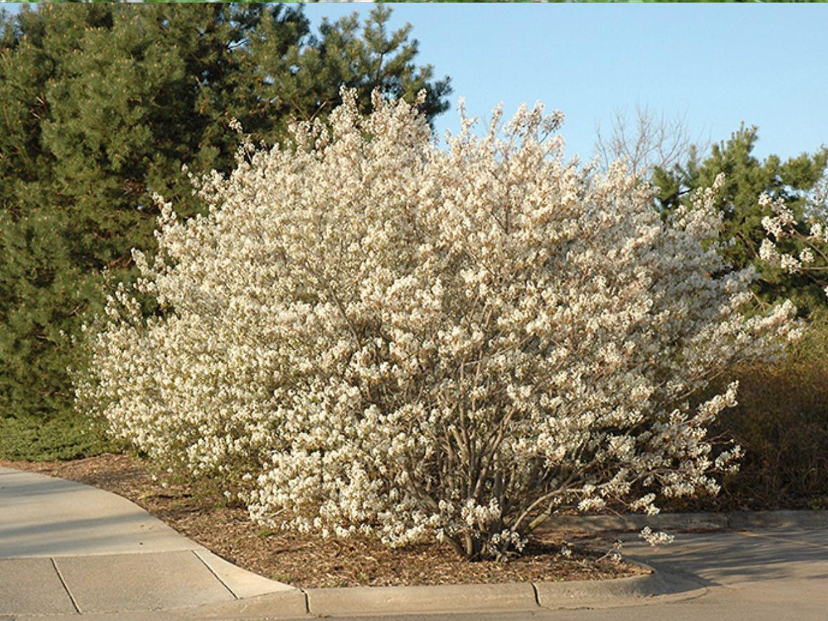 Serviceberry Ohio • Amelanchier tree • native Ohio plants • Dayton landscaping ideas • low-maintenance trees • four-season landscaping • curb appeal landscaping • pollinator-friendly plants