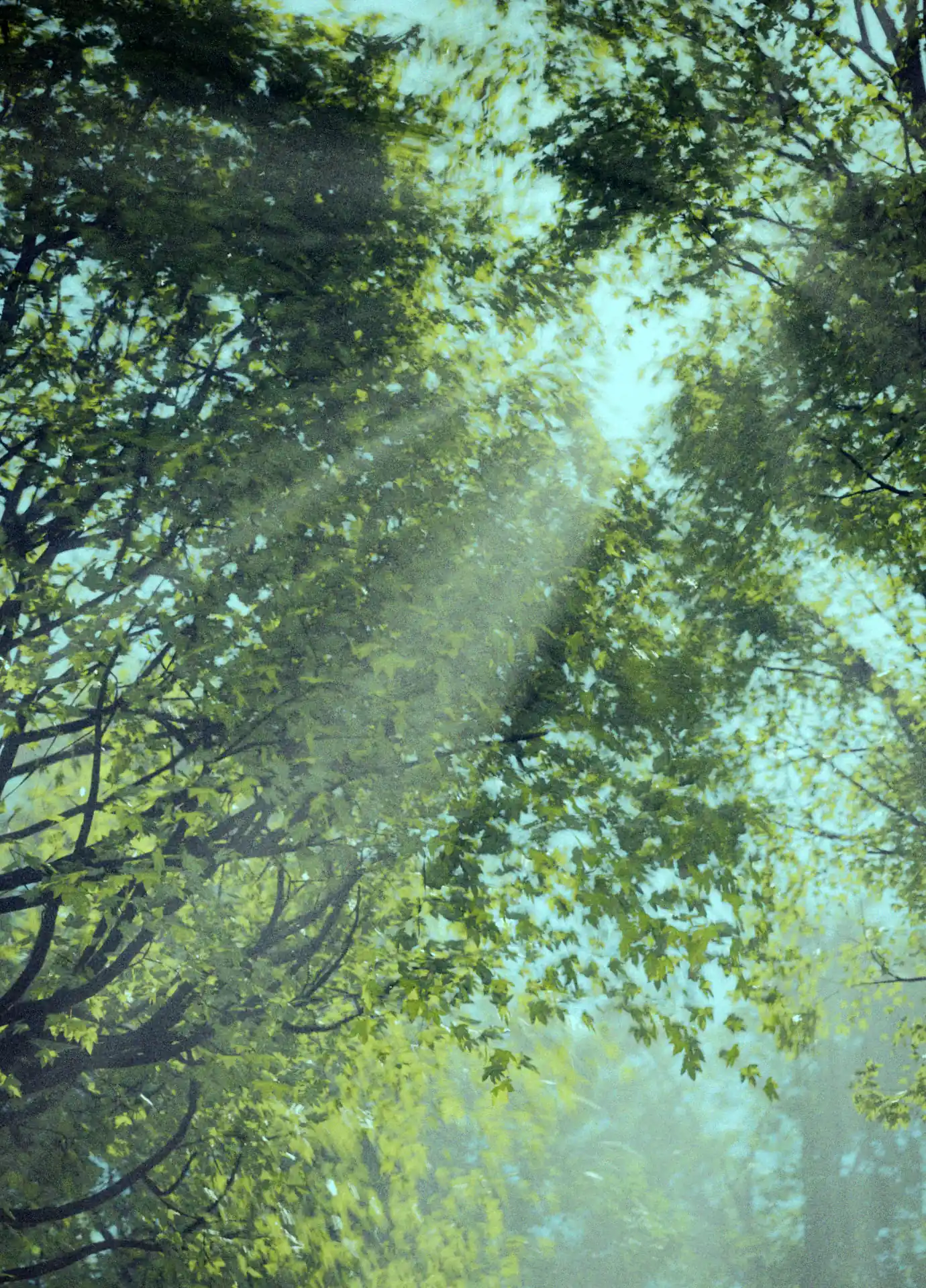 A 3D render of a forest with lights shining through the leaves like god rays