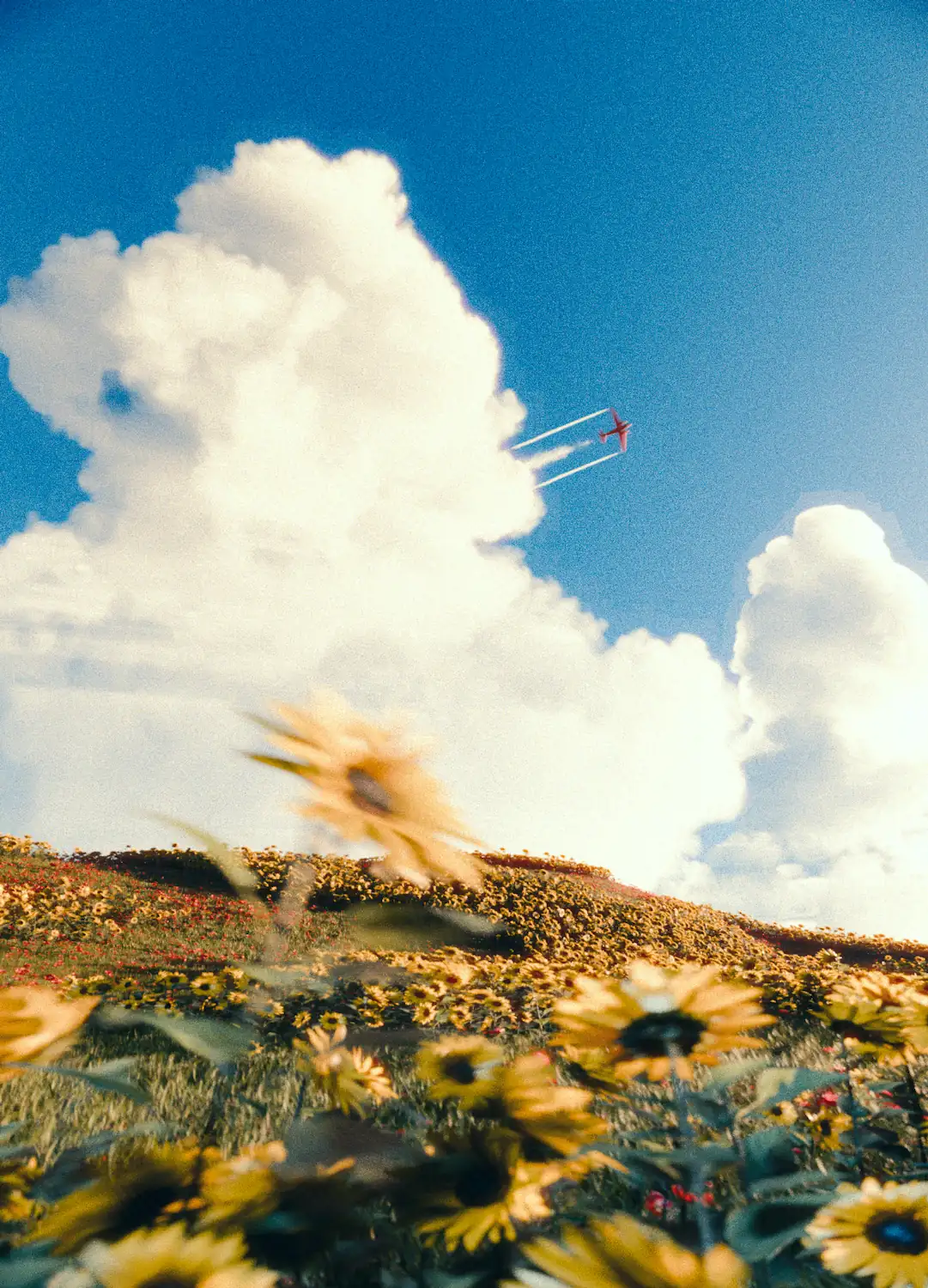 A 3D scene of a field of yellow flowers against the background of two big fluffy clouds with a red plane shooting through them