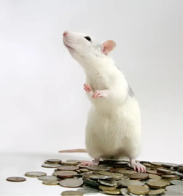 White rat sitting on a pile of coins