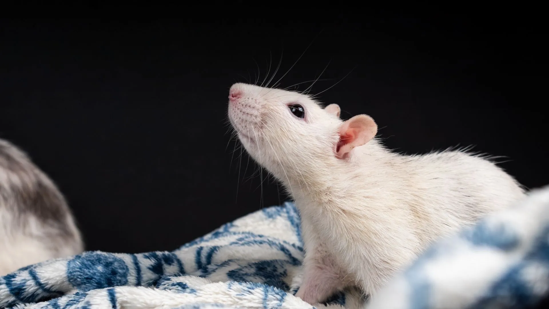 White rat sniffing air while resting on a blue and white patterned blanket against a black background.