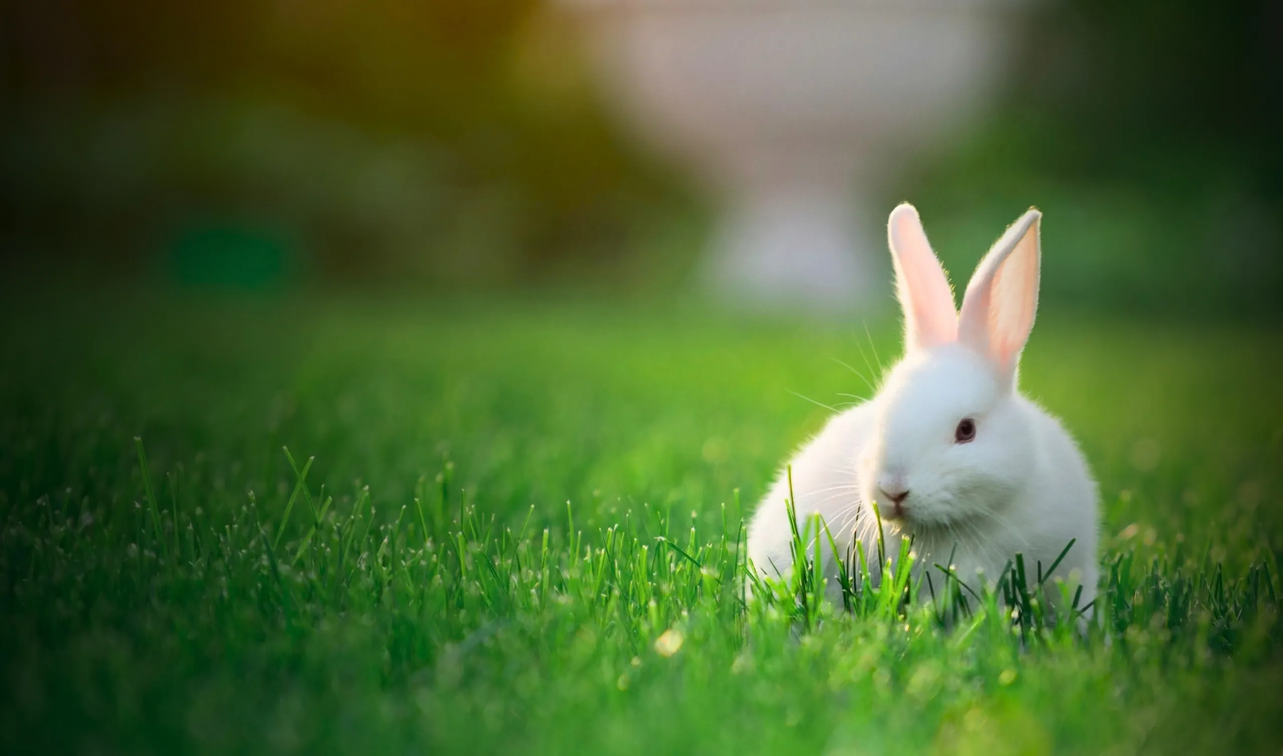A white rabbit sitting on green grass