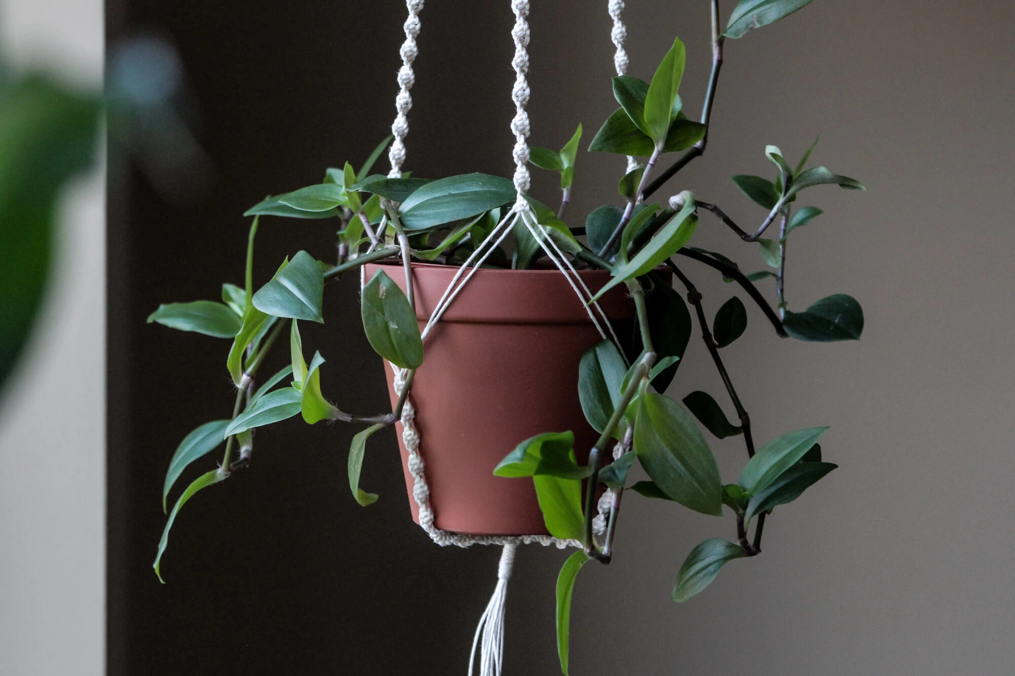 hanging home and garden planters delray