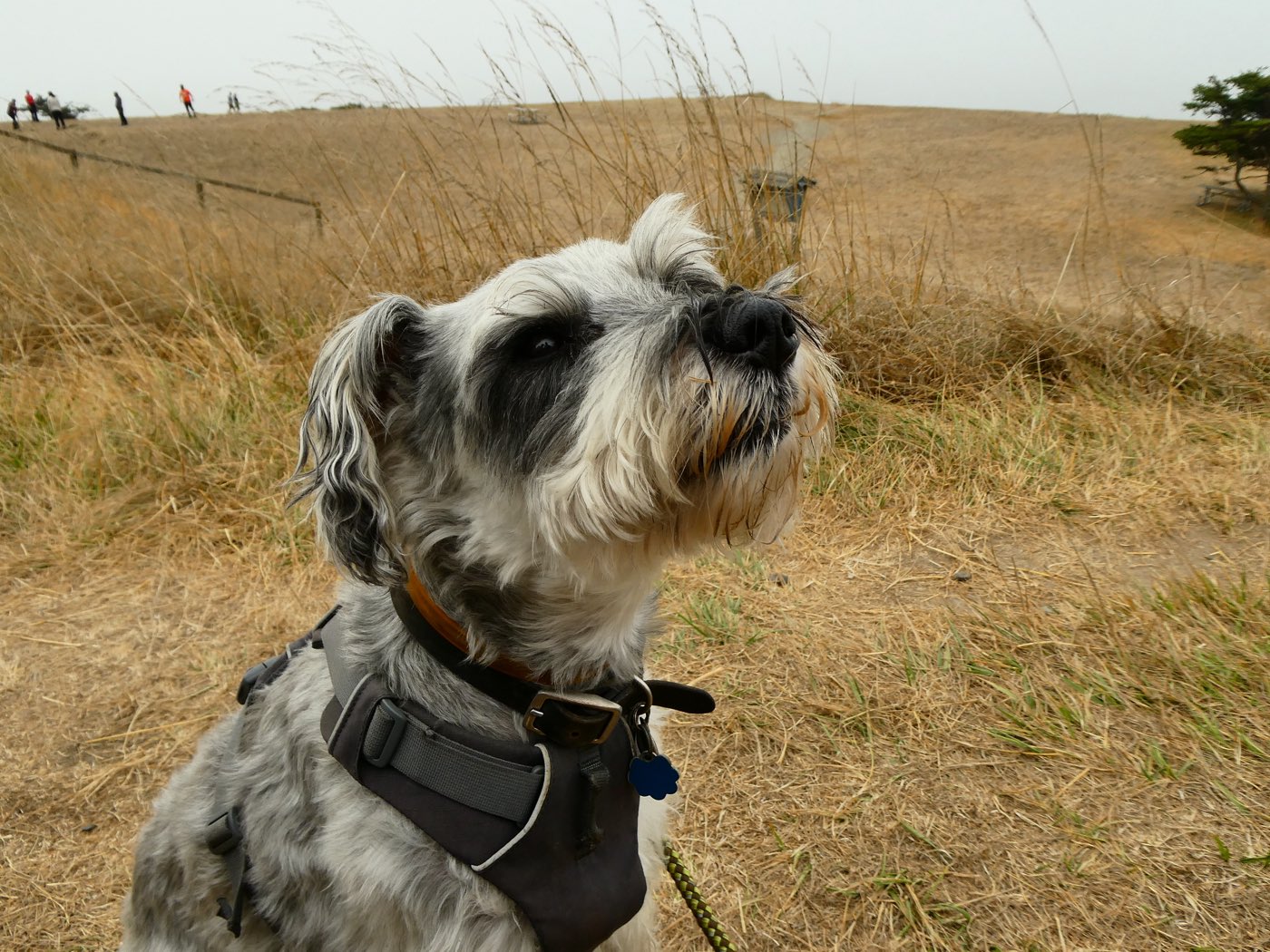 A grey terrier in a harness on a grassy bluff trail