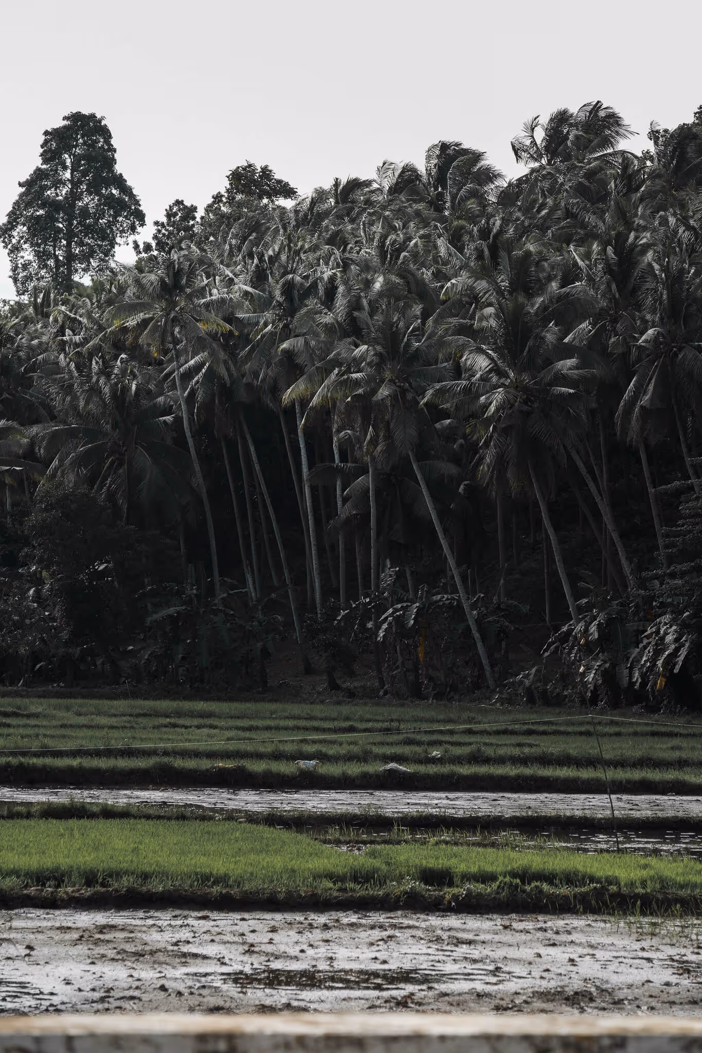Tropical palm trees behind green rice paddies with wet soil in the foreground under clear sky.