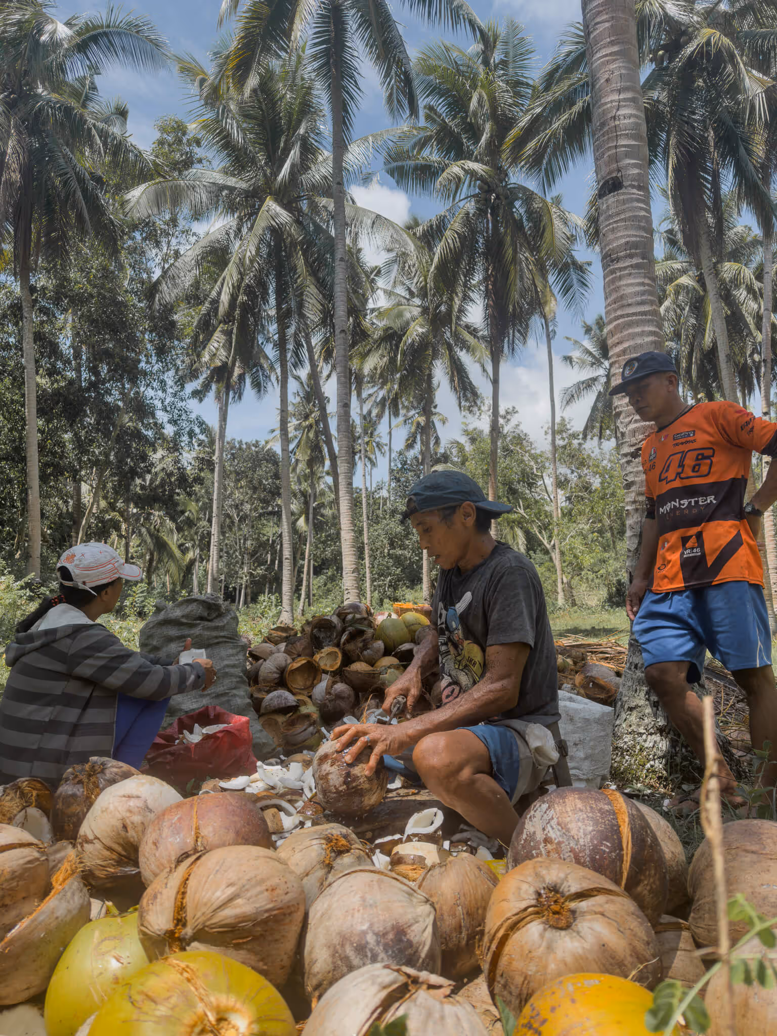 Three people processing coconuts outdoors under tall palm trees on a sunny day.