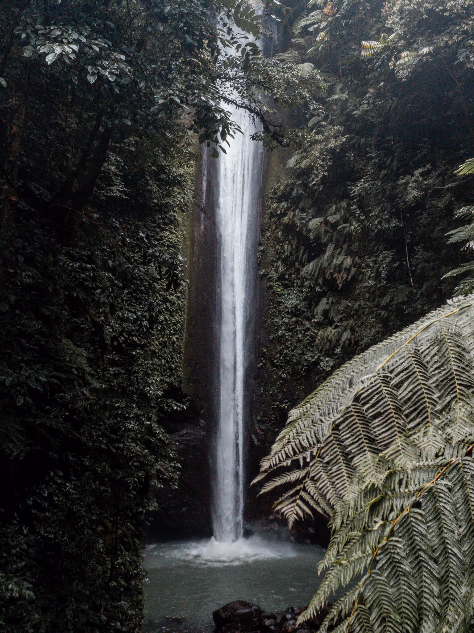 Tall narrow waterfall flowing into a pool, surrounded by dense tropical greenery and large fern leaves.