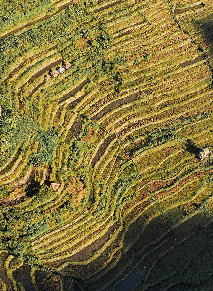 Aerial view of lush green terraced rice fields with scattered small huts and dense vegetation.