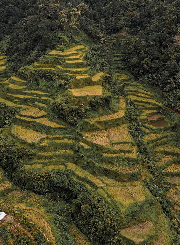Aerial view of green and yellow terraced rice fields on a mountainside surrounded by dense forest.