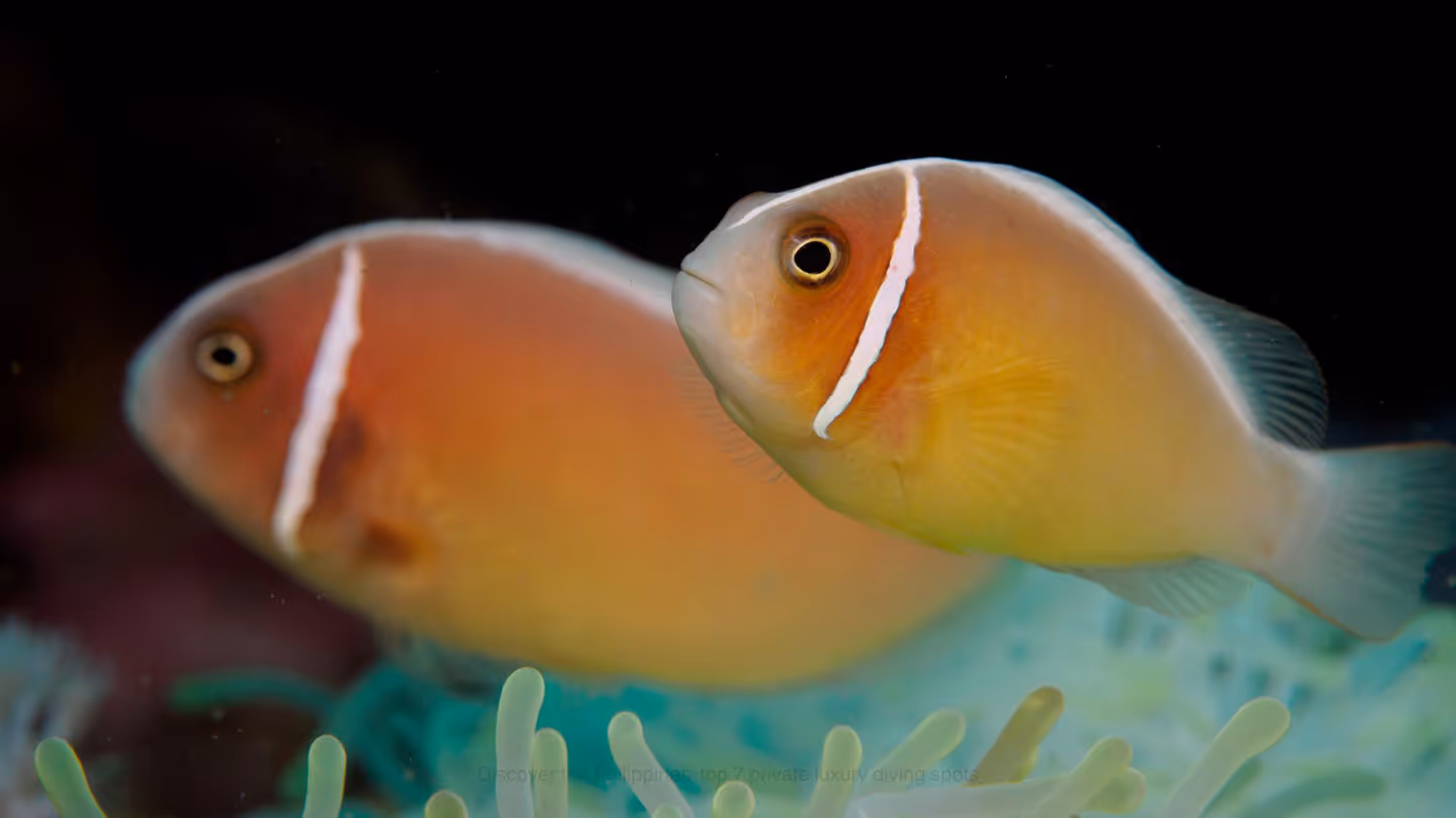 Anilao, Batangas – muck diving at its best