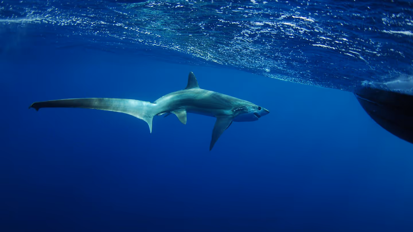 Malapascua, Cebu – thresher sharks await