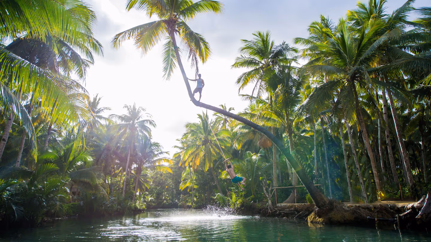Palm Tree Swing