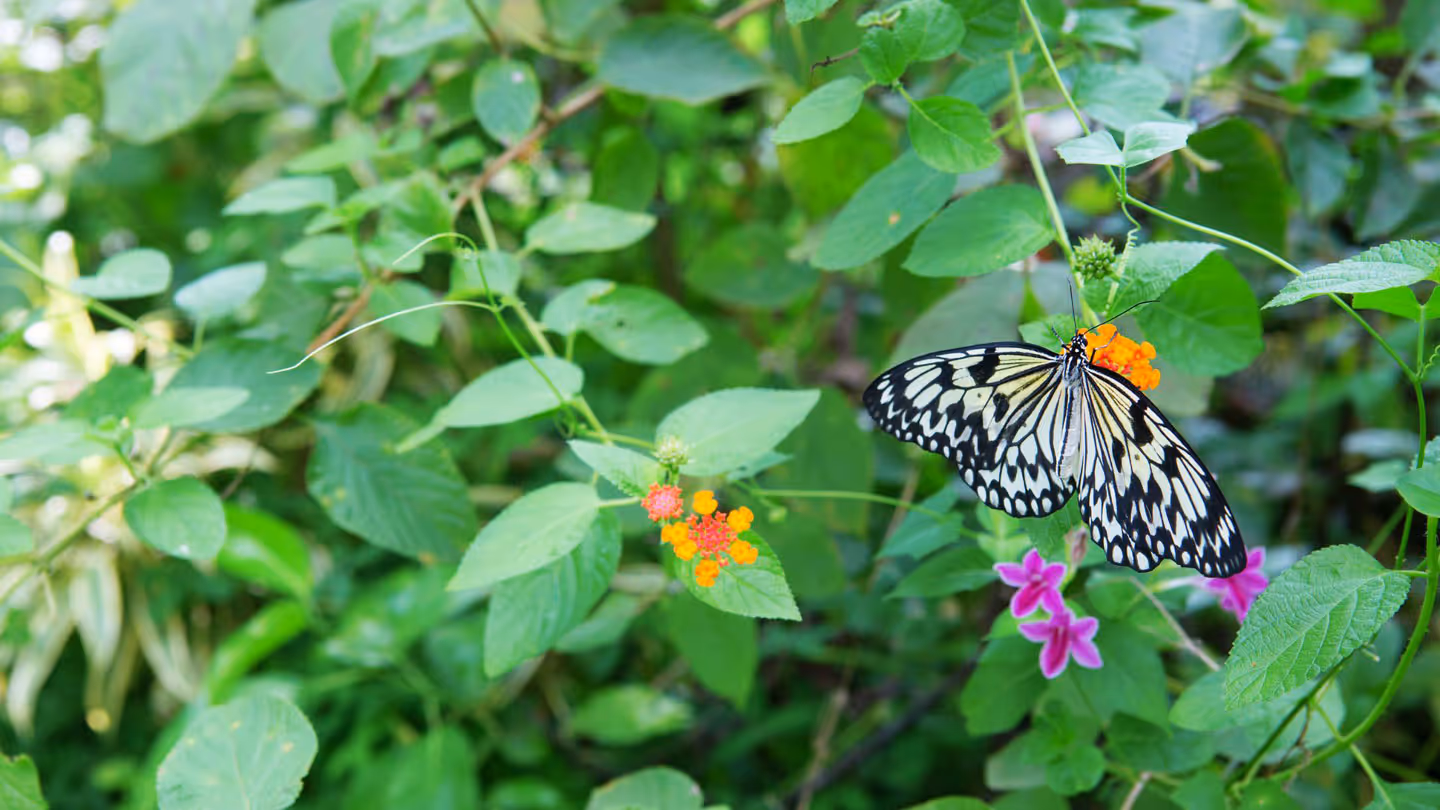 Butterfly Garden