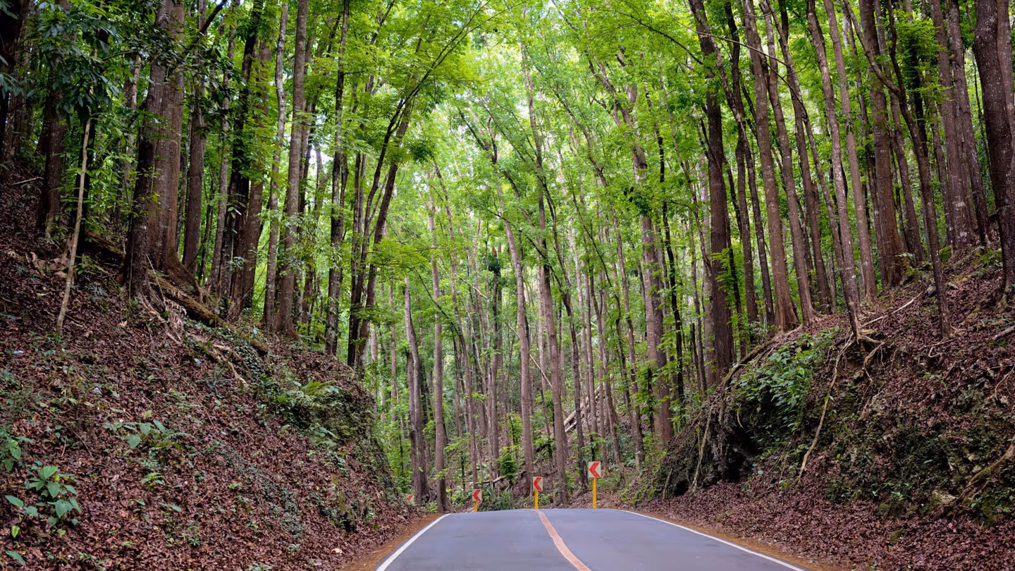 Bilar Man-Made Forest