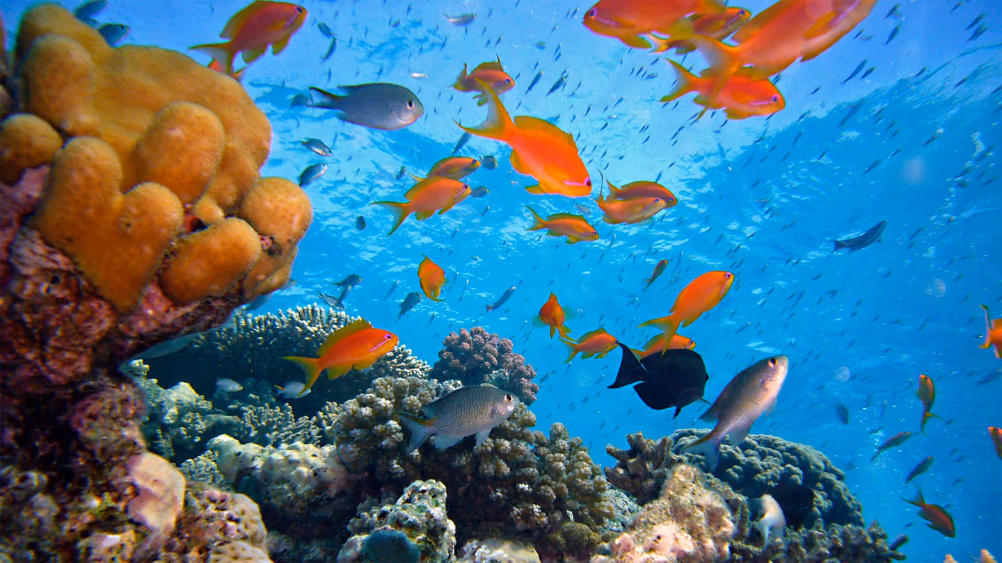 Apo Reef Natural Park