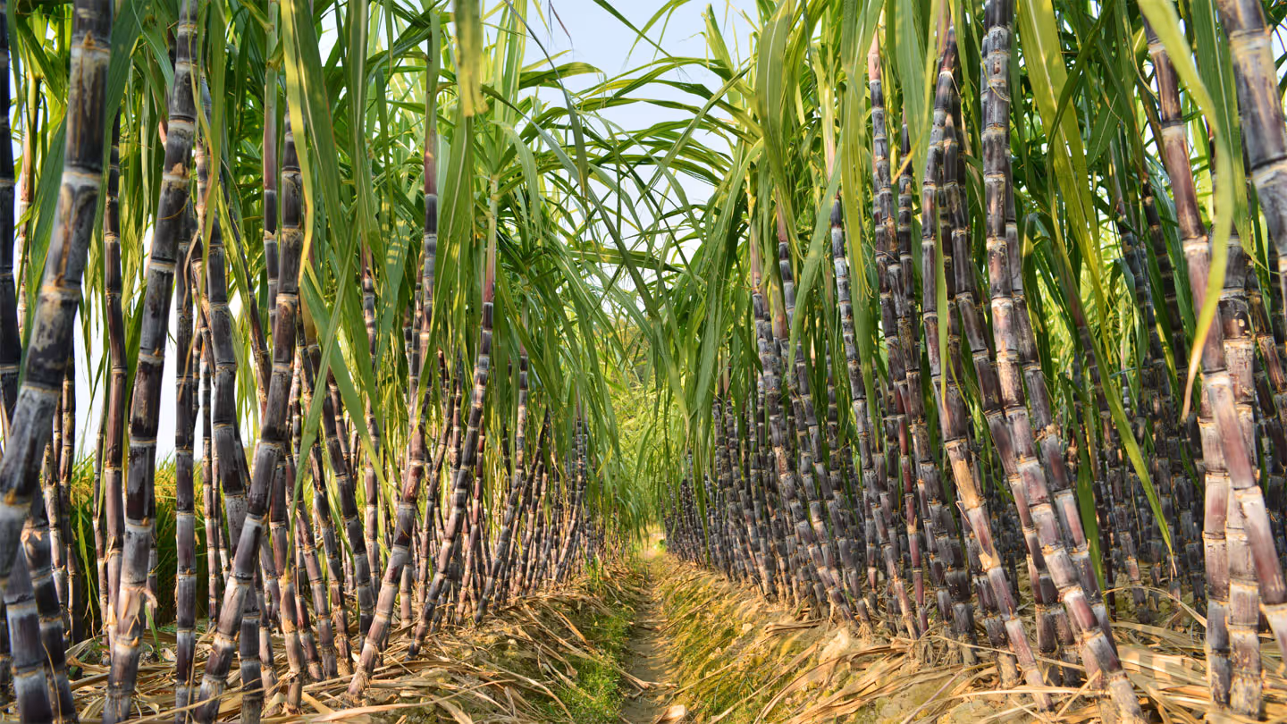 The Sugar Cultural Landscape of Negros and Panay Islands
