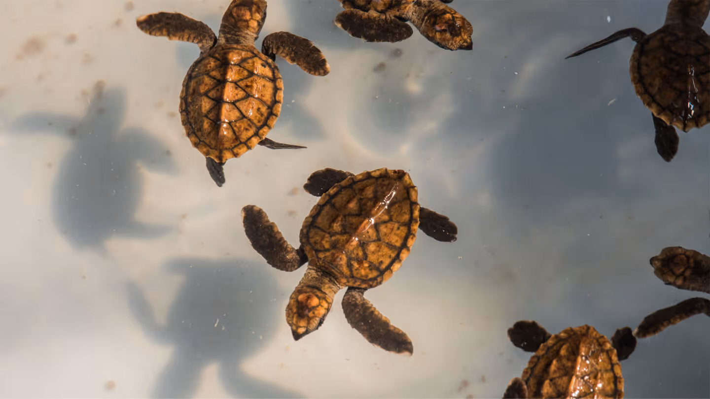 Turtle Islands Wildlife Sanctuary