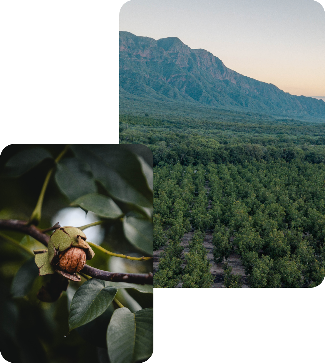 Walnut detail shot and a drone shot of the La Bodeguita Farm