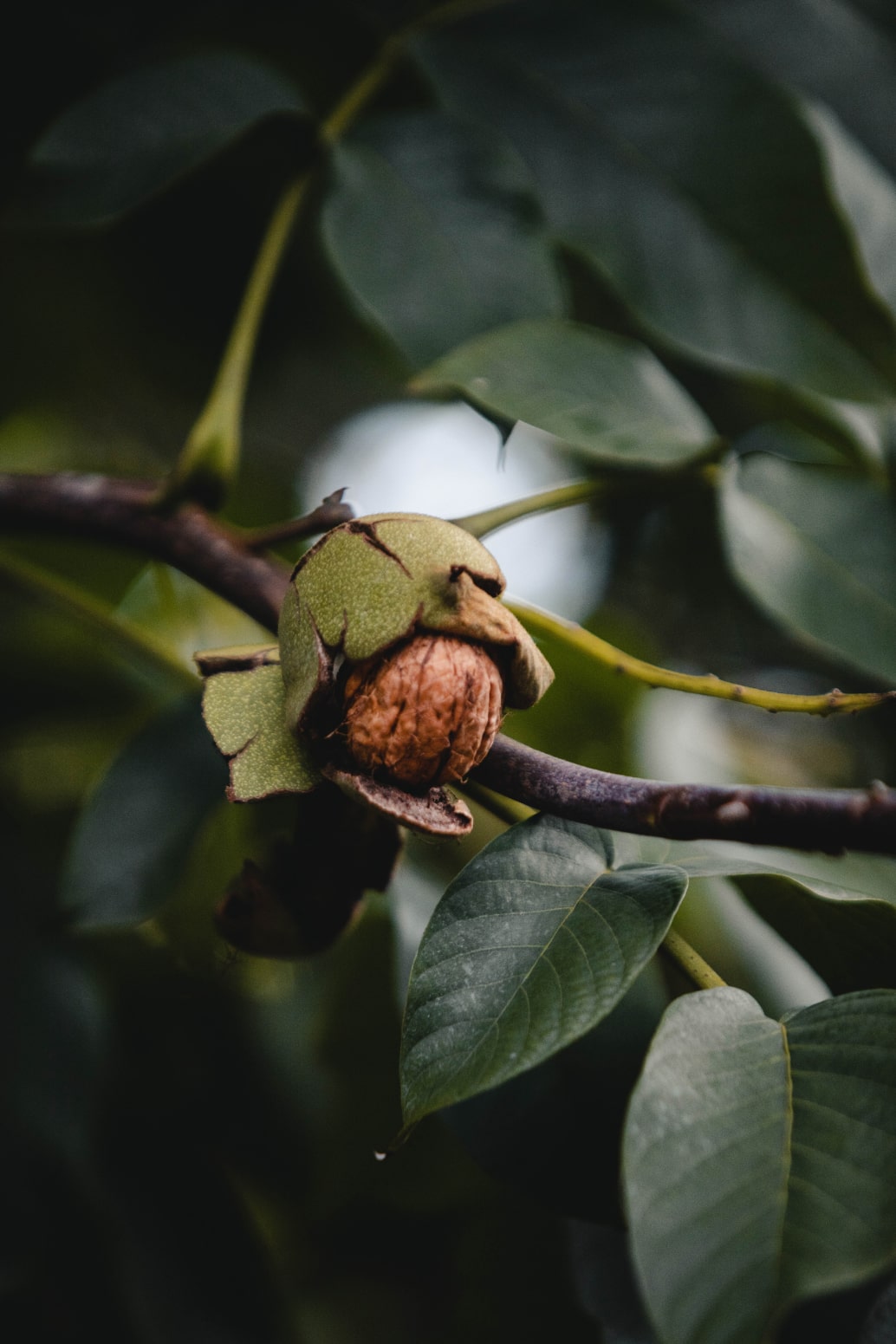 A detail shot of a walnut at the La Bodeguita Farm
