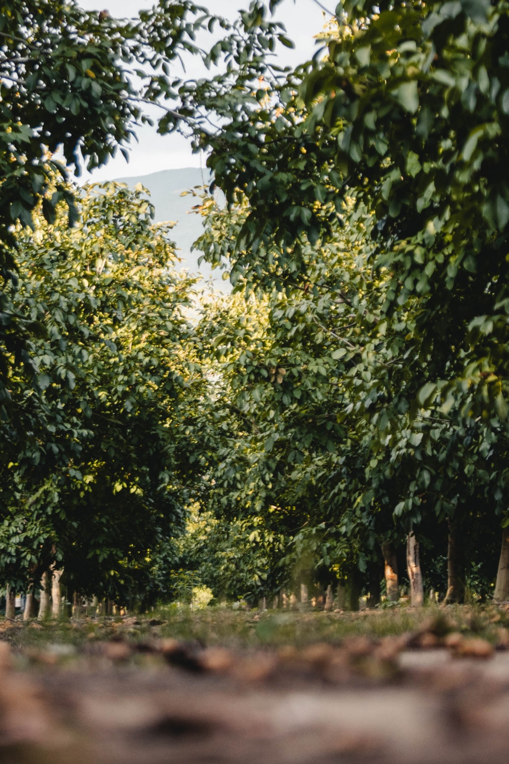 The orchards at the La Bodeguita Farm