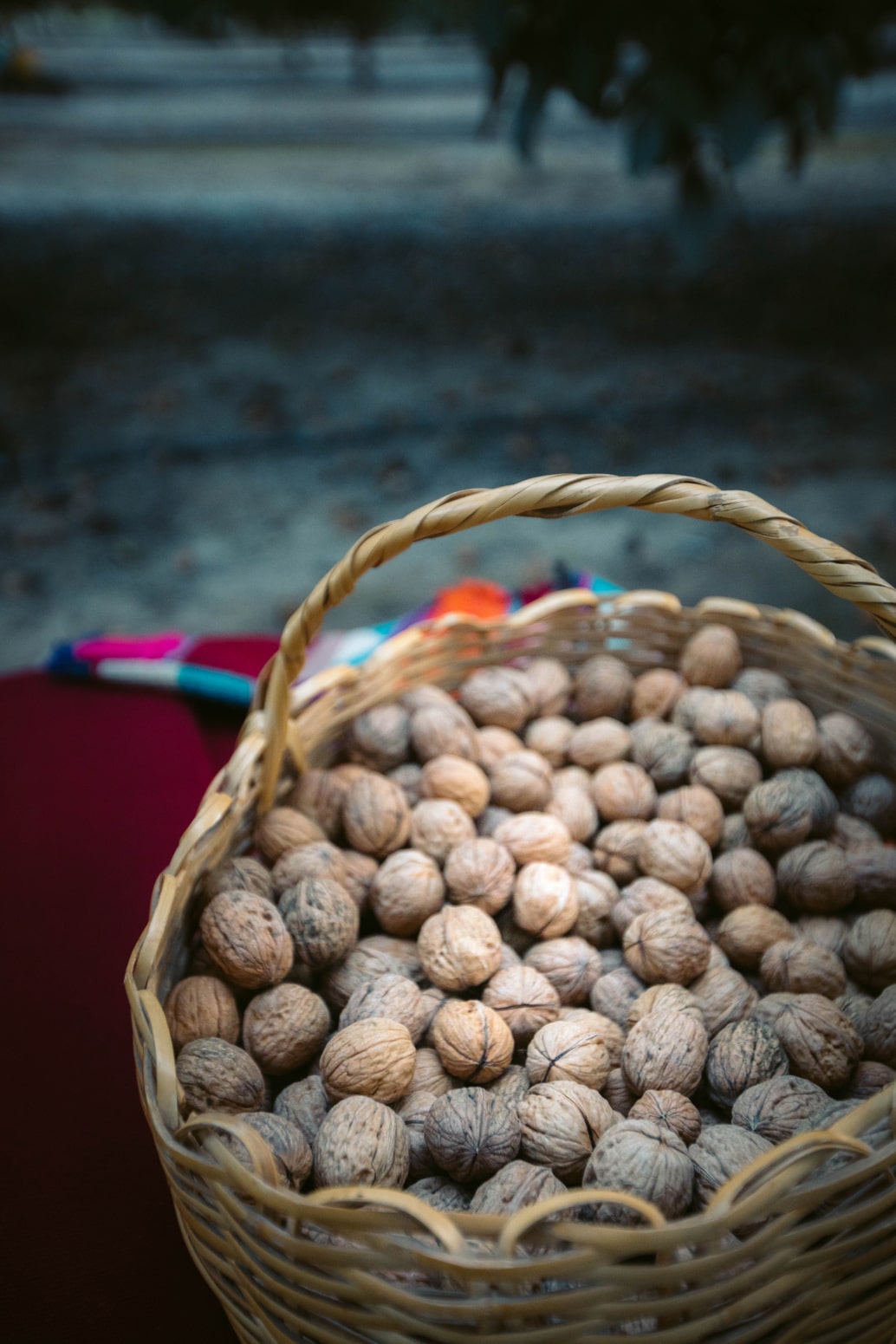 A basket full of Walnuts at the La Bodeguita Farm