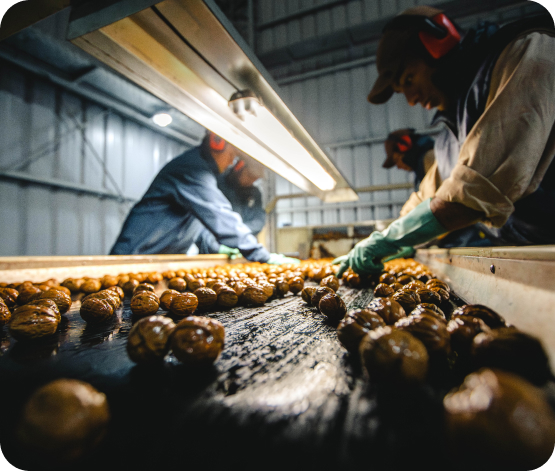 The sorting process at the La Bodeguita Farm